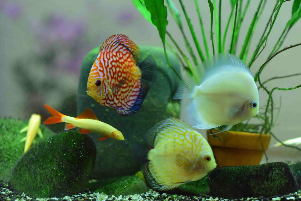 Débuter en aquariophilie